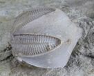 Blastoid (Pentremites) Fossil - Illinois #60121-1